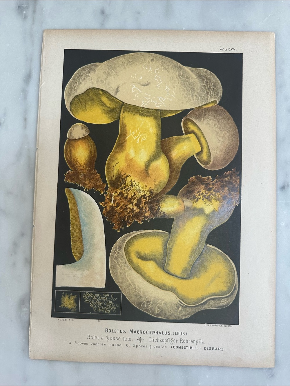 1890 Fritz Leuba Mushroom Natural History Chromolithograph Plate